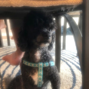 Meet your Posher, Jiyeon